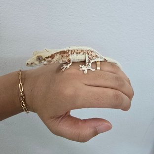 릴리화이트 레드 화이트