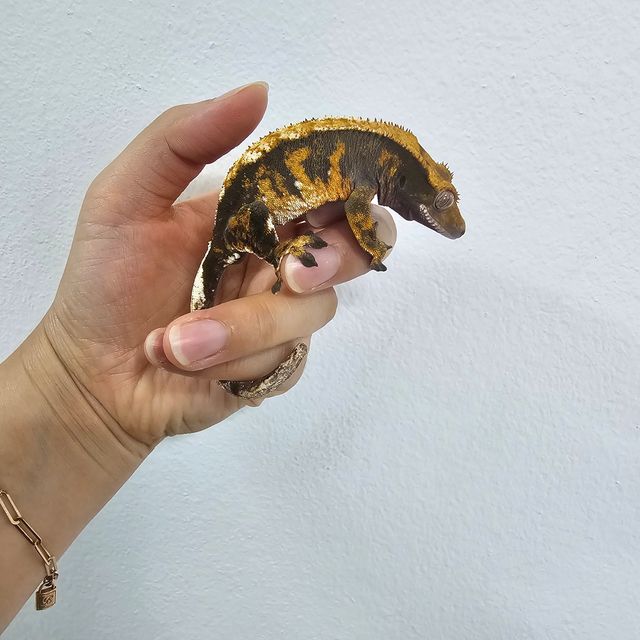노멀 트라이 텐저린 바브