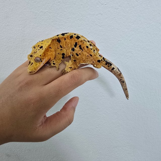 슈퍼달마시안 레드 달마시안