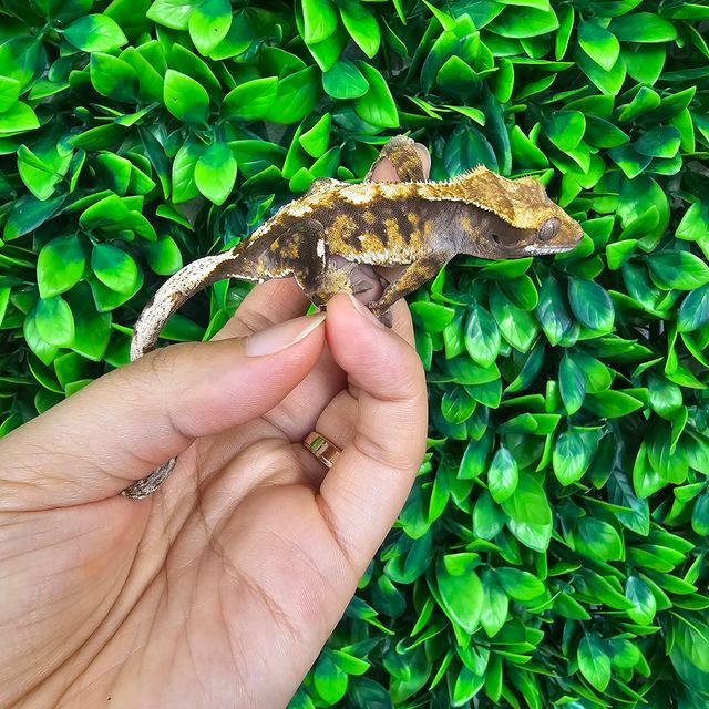 노멀 트라이 바브 텐저린