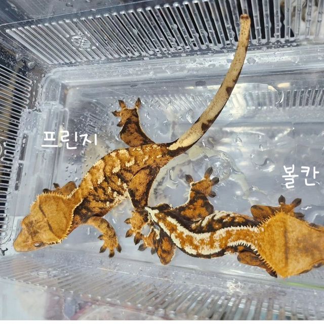 노멀 트라이 텐저린 바브