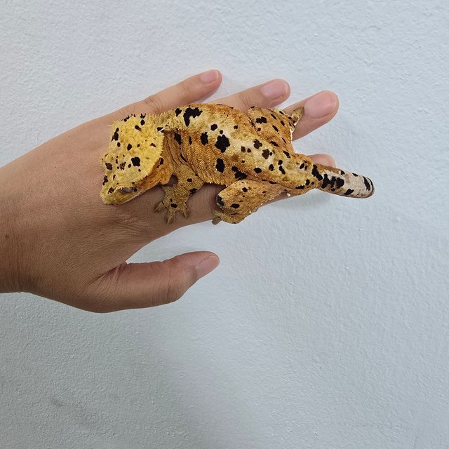 슈퍼달마시안 레드 달마시안