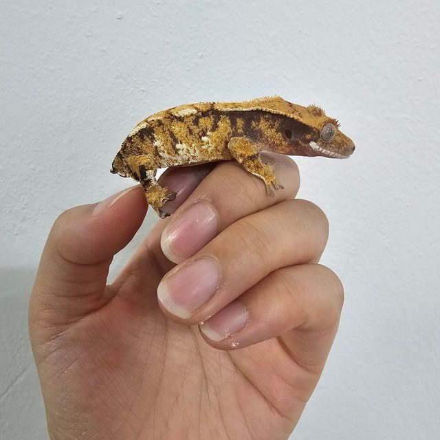 노멀 트라이 텐저린 바브