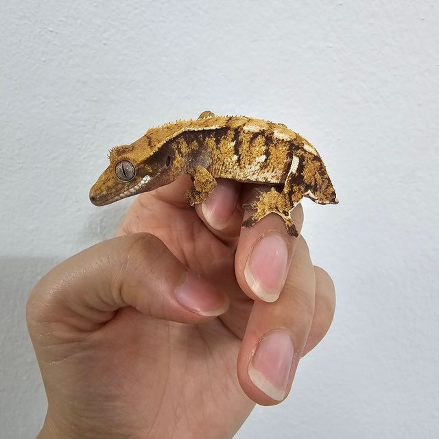 노멀 트라이 텐저린 바브