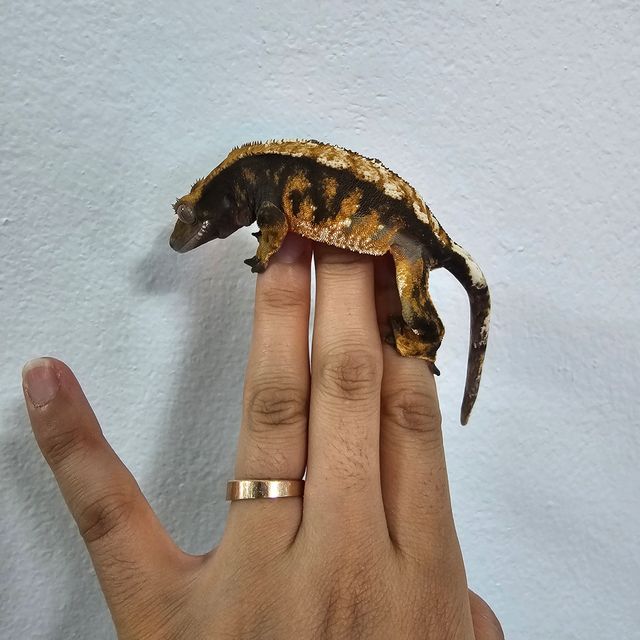 노멀 트라이 텐저린 바브