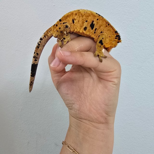 슈퍼달마시안 레드 달마시안