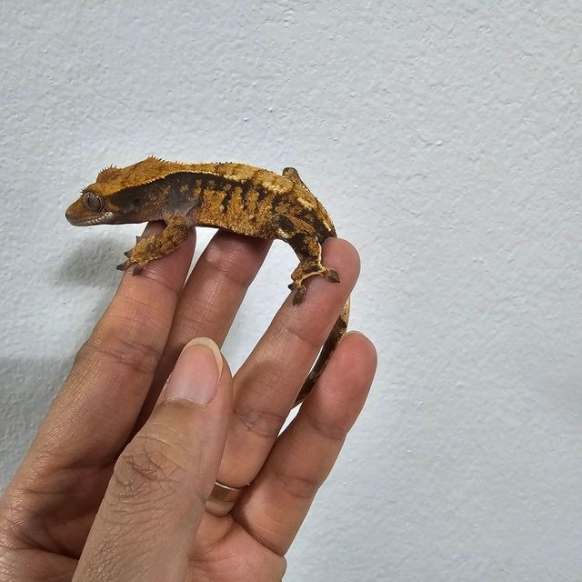노멀 트라이 텐저린 바브