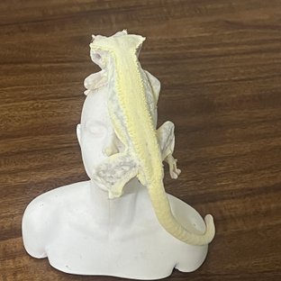 릴리화이트 솔리드백