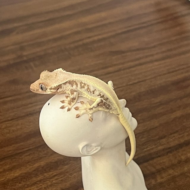 릴리화이트 솔리드백