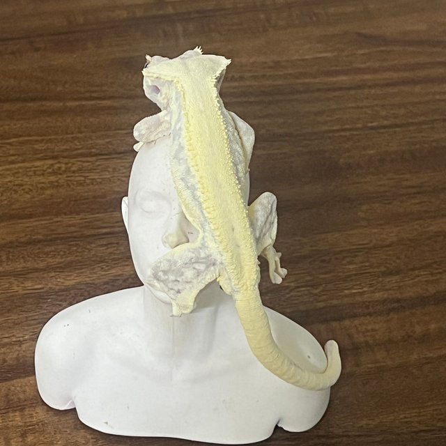 릴리화이트 솔리드백