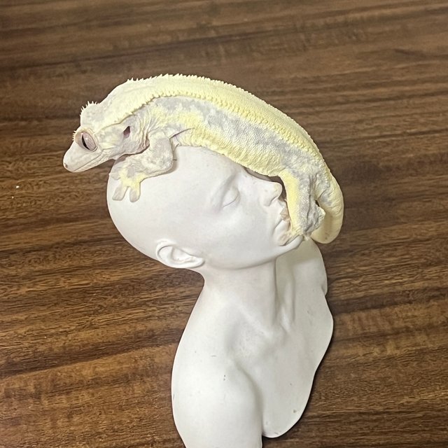 릴리화이트 솔리드백