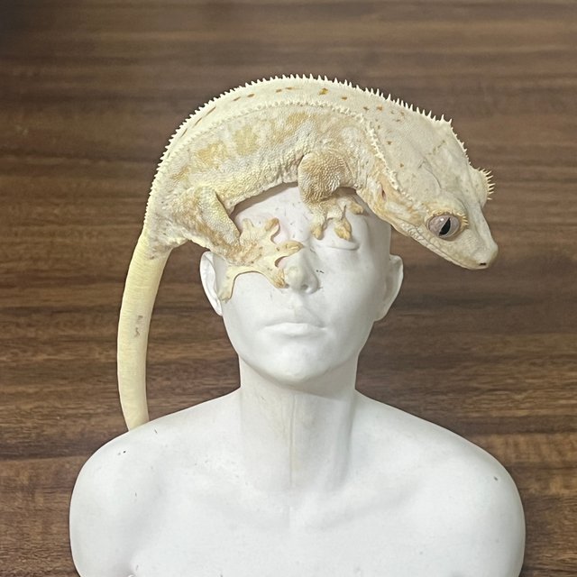 릴리화이트 크림 크림시클 화이트