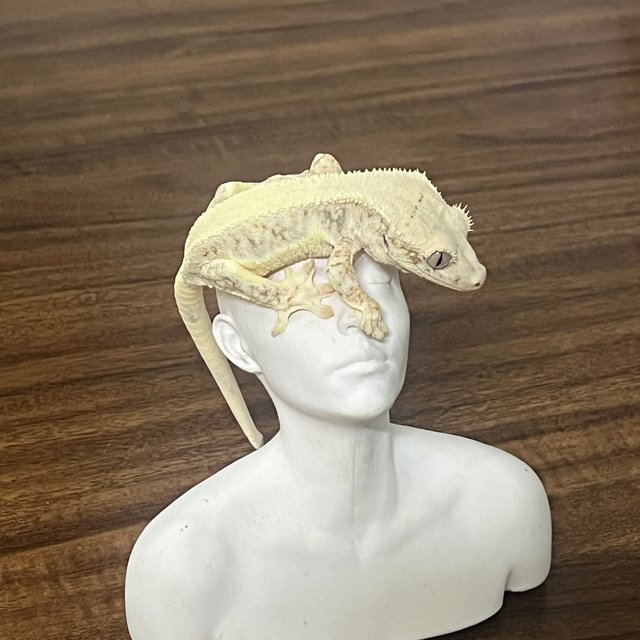 릴리화이트 솔리드백