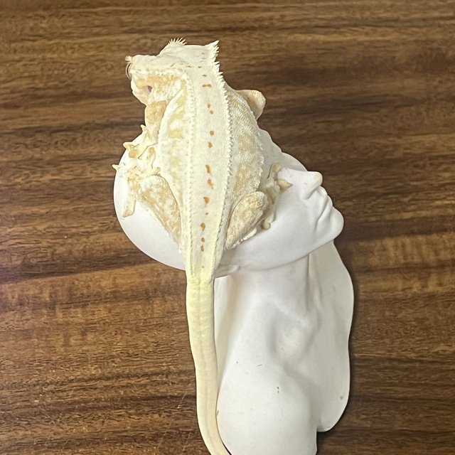 릴리화이트 크림 크림시클 화이트