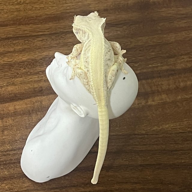 릴리화이트 솔리드백