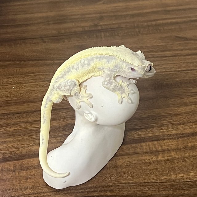 릴리화이트 솔리드백