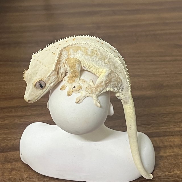 릴리화이트 크림 크림시클 화이트