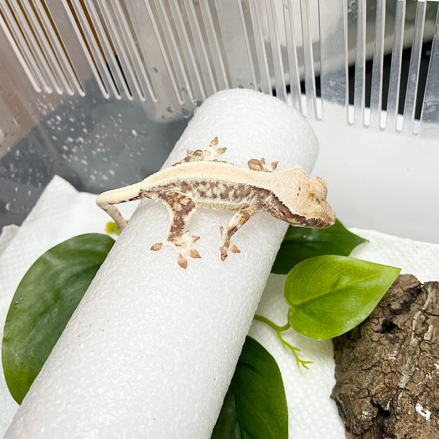 레이지 솔리드백 릴리화이트