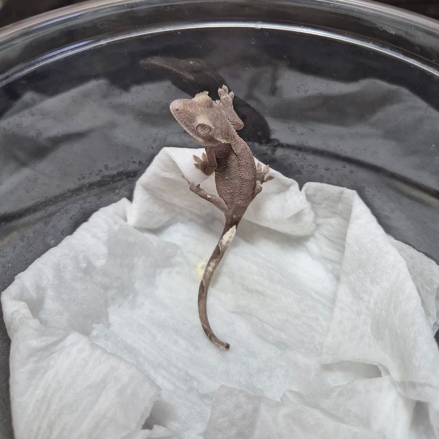 아잔틱