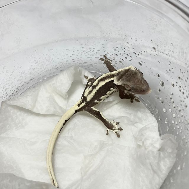 릴잔틱