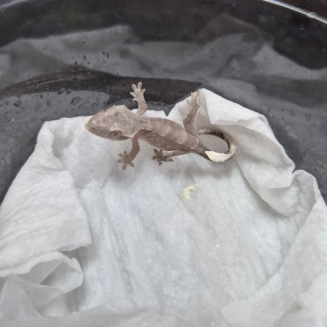 아잔틱