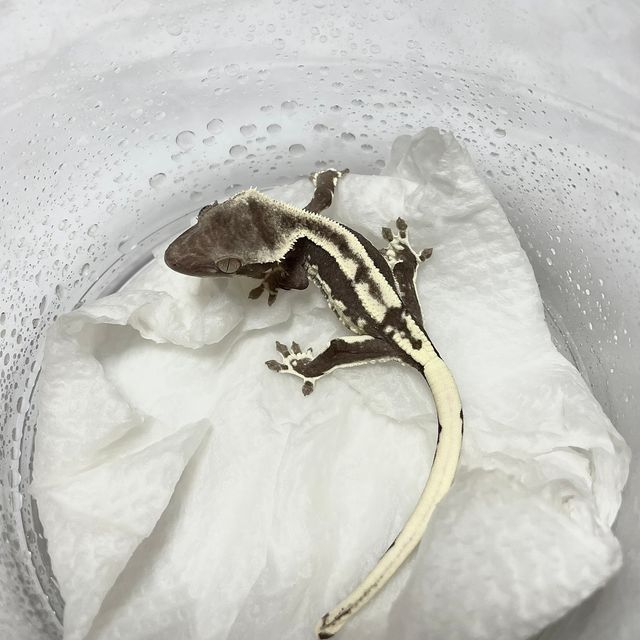 릴잔틱