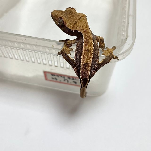노멀 트라이 익스트림할리퀸 풀핀 핀스트라이프 크림시클