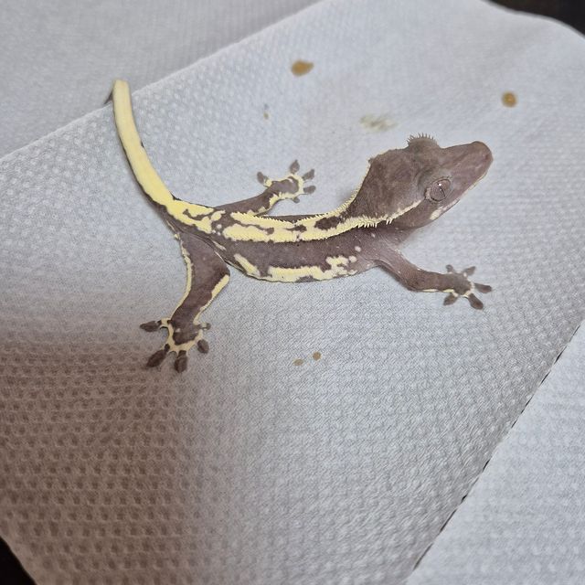 릴잔틱