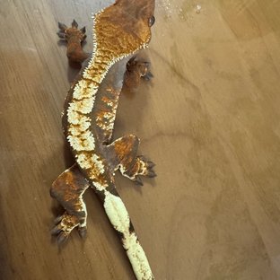 트라이 익스트림할리퀸