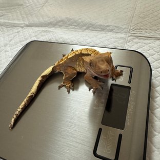 트라이 익스트림할리퀸