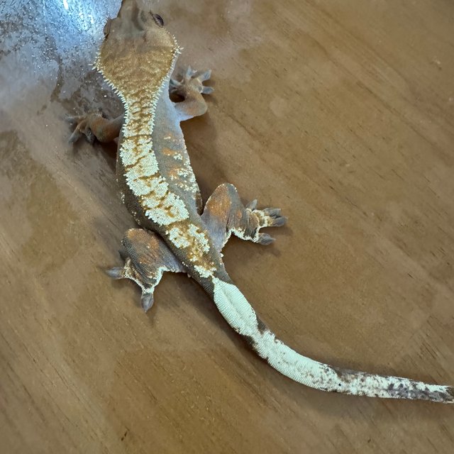 트라이 익스트림할리퀸