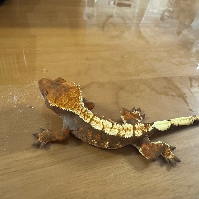 트라이 익스트림할리퀸