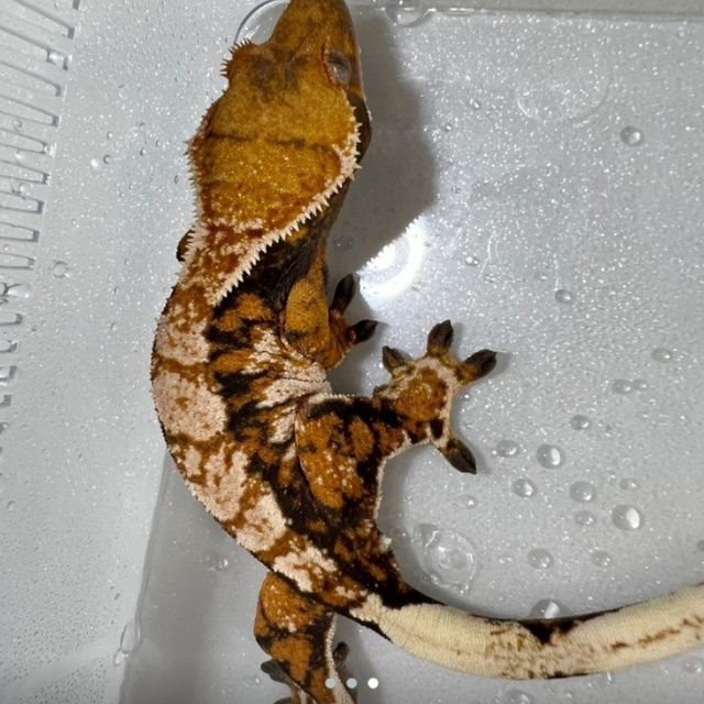 바브 익스트림할리퀸 텐저린 트라이