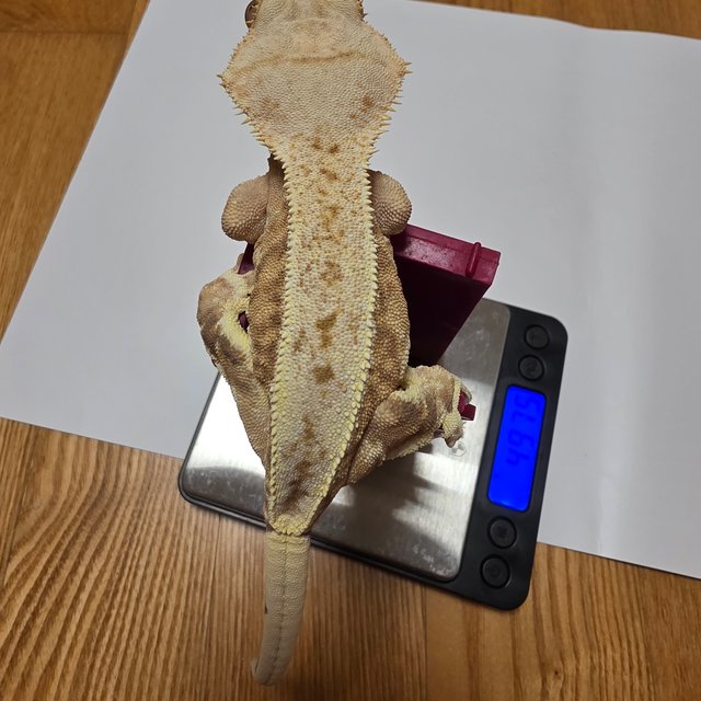 릴리화이트 옐로우