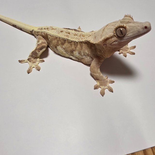 릴리화이트 옐로우