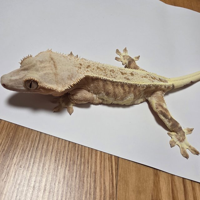 릴리화이트 옐로우