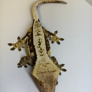 노멀 풀핀 화이트스팟