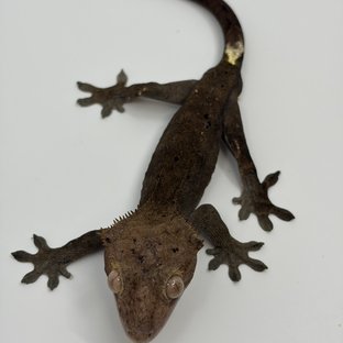 카푸치노 달마시안