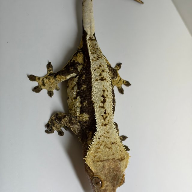 노멀 풀핀 화이트스팟