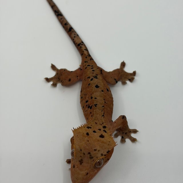 슈퍼달마시안 레드