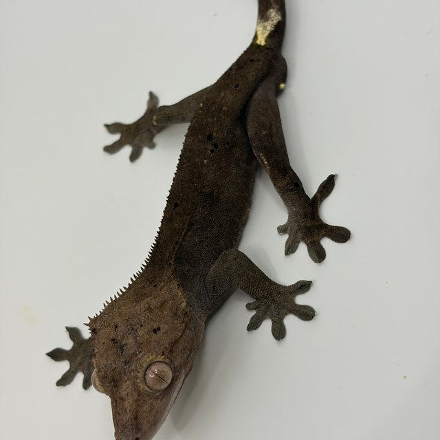 카푸치노 달마시안