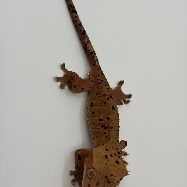 슈퍼달마시안 레드