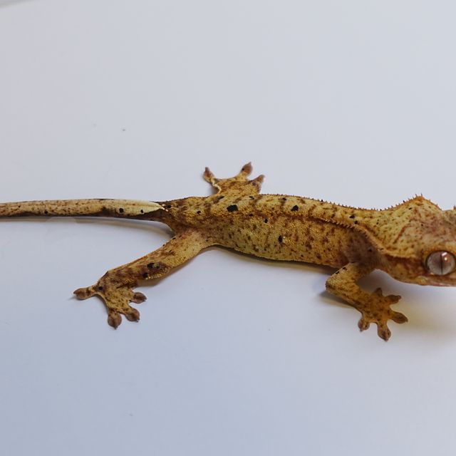 옐로우 달마시안