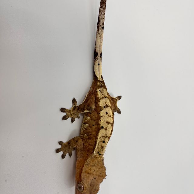 크림 슈퍼달마시안 옐로우