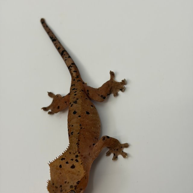 슈퍼달마시안 레드