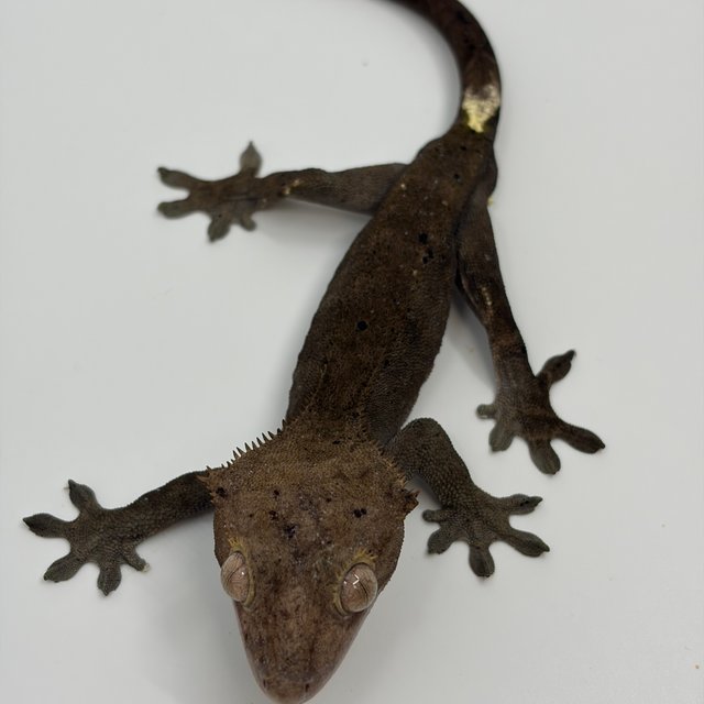 카푸치노 달마시안