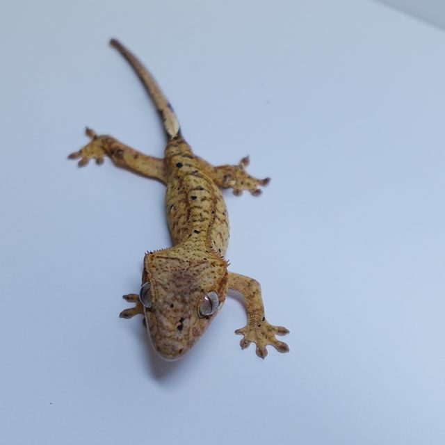 옐로우 달마시안