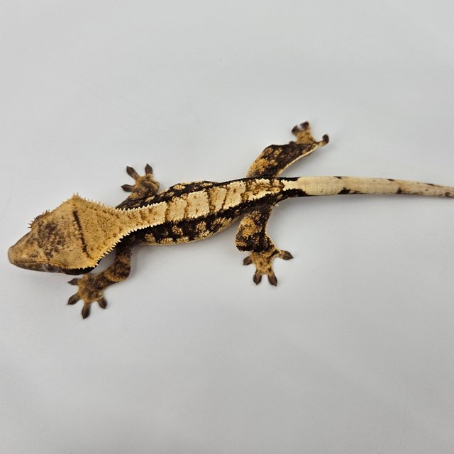 트라이 익스트림할리퀸