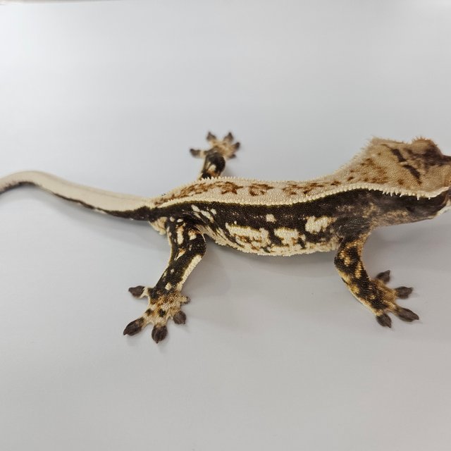 노멀 트라이 익스트림할리퀸