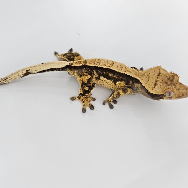 트라이 익스트림할리퀸